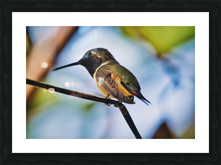 Humming Bird  Picture Frame print
