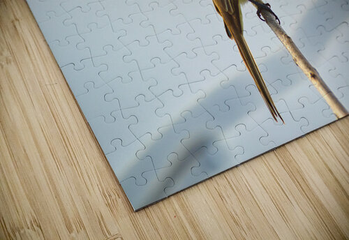 La Sagras flycatcher Montez Kerr puzzle