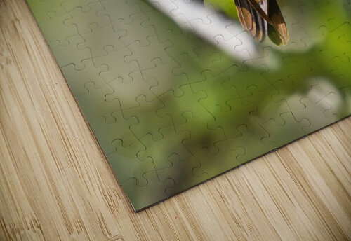 Humming Bird Montez Kerr puzzle