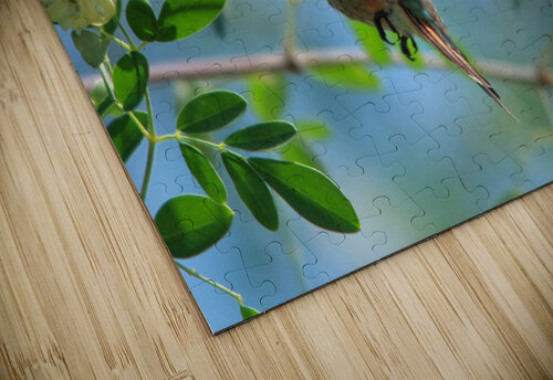 Humming Bird Montez Kerr puzzle