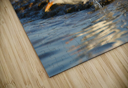 Common Tern Montez Kerr puzzle