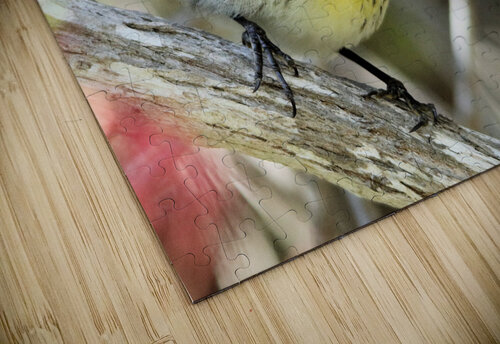  Warbler Montez Kerr puzzle
