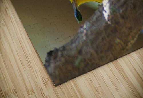 Yellow Warbler  Montez Kerr puzzle