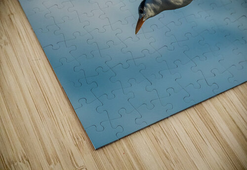 Common Tern  Montez Kerr puzzle