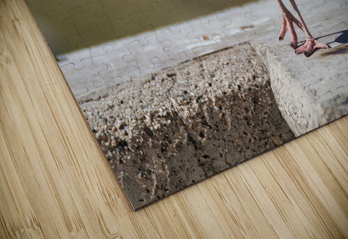 Oyster Catcher Montez Kerr puzzle