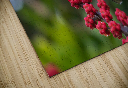 Bananquit Montez Kerr puzzle