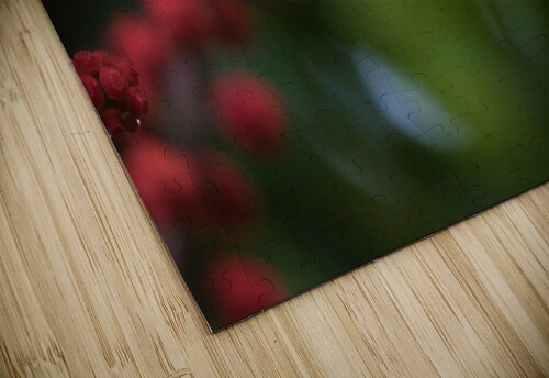 Humming Bird Montez Kerr puzzle