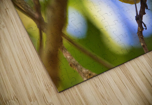 Bananquit  Montez Kerr puzzle