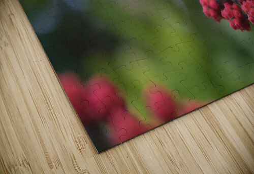 Warbler Montez Kerr puzzle