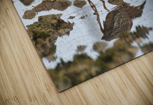 Green Heron Montez Kerr puzzle