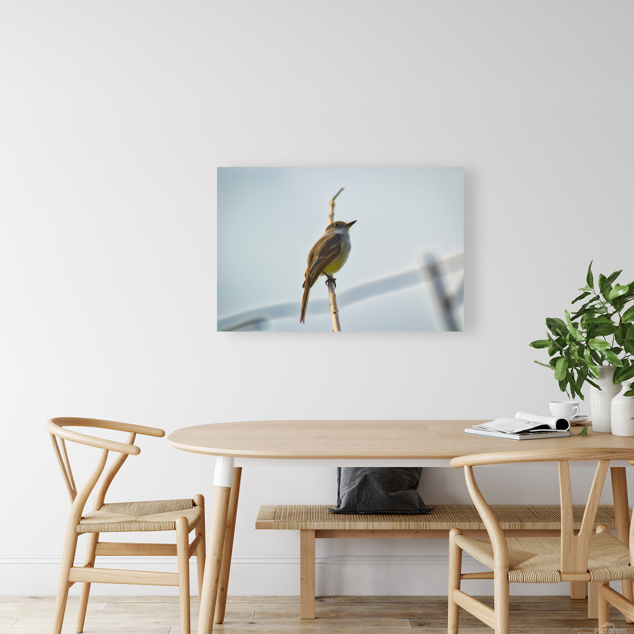 La Sagras flycatcher Reproduction