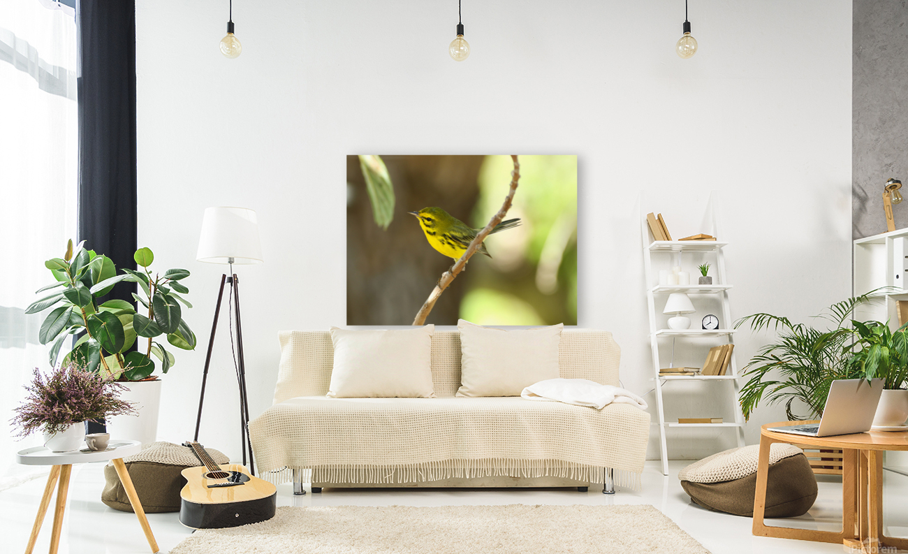 Bright Yellow Warbler Reproduction