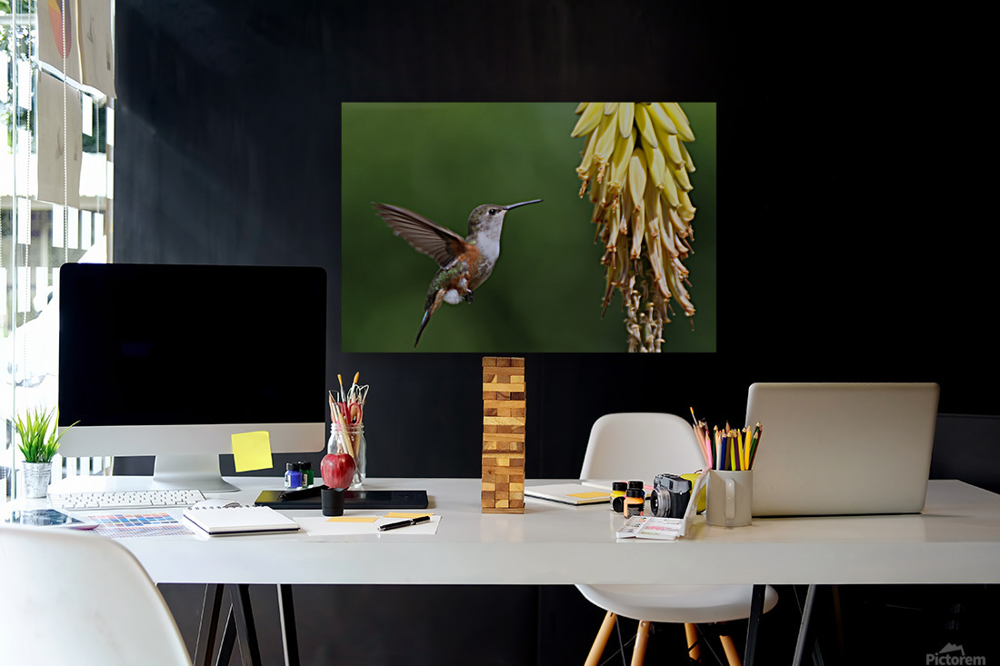  Humming Bird Reproduction