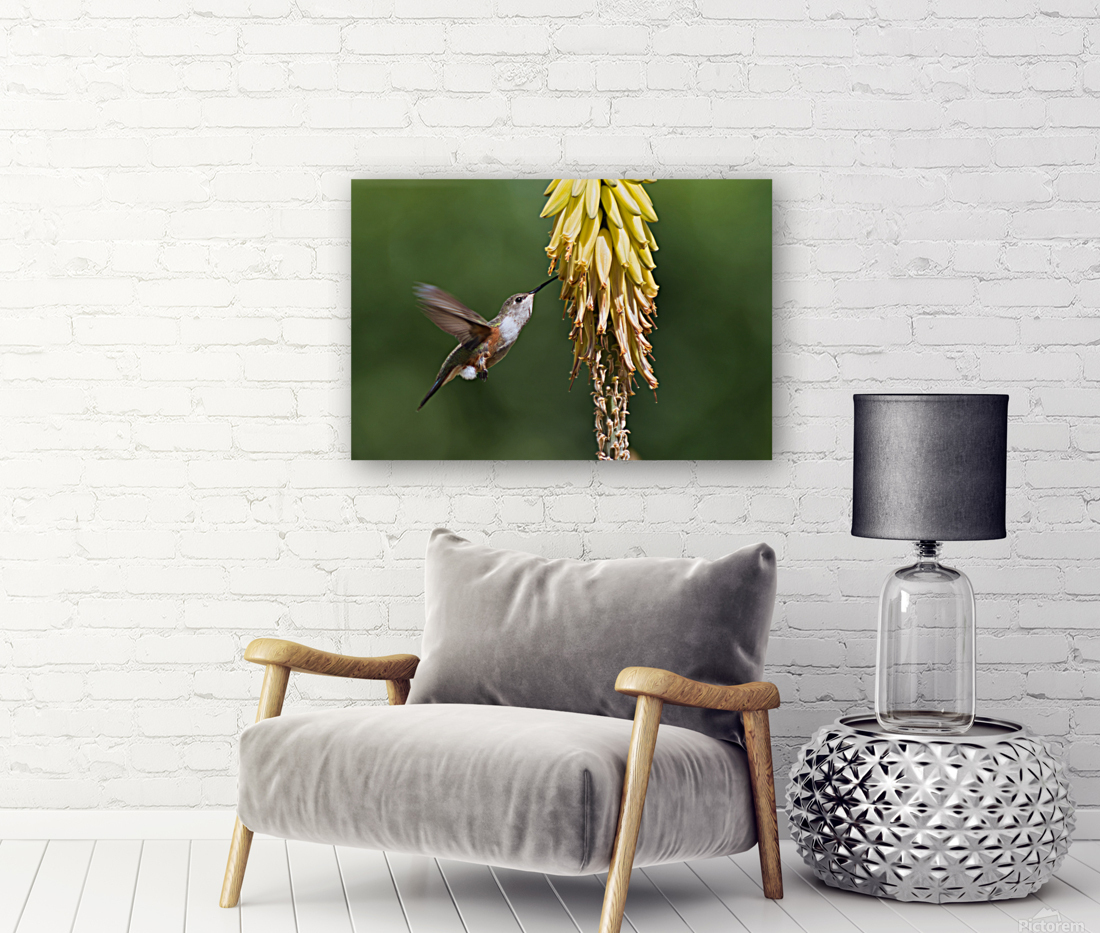 Humming Bird Reproduction