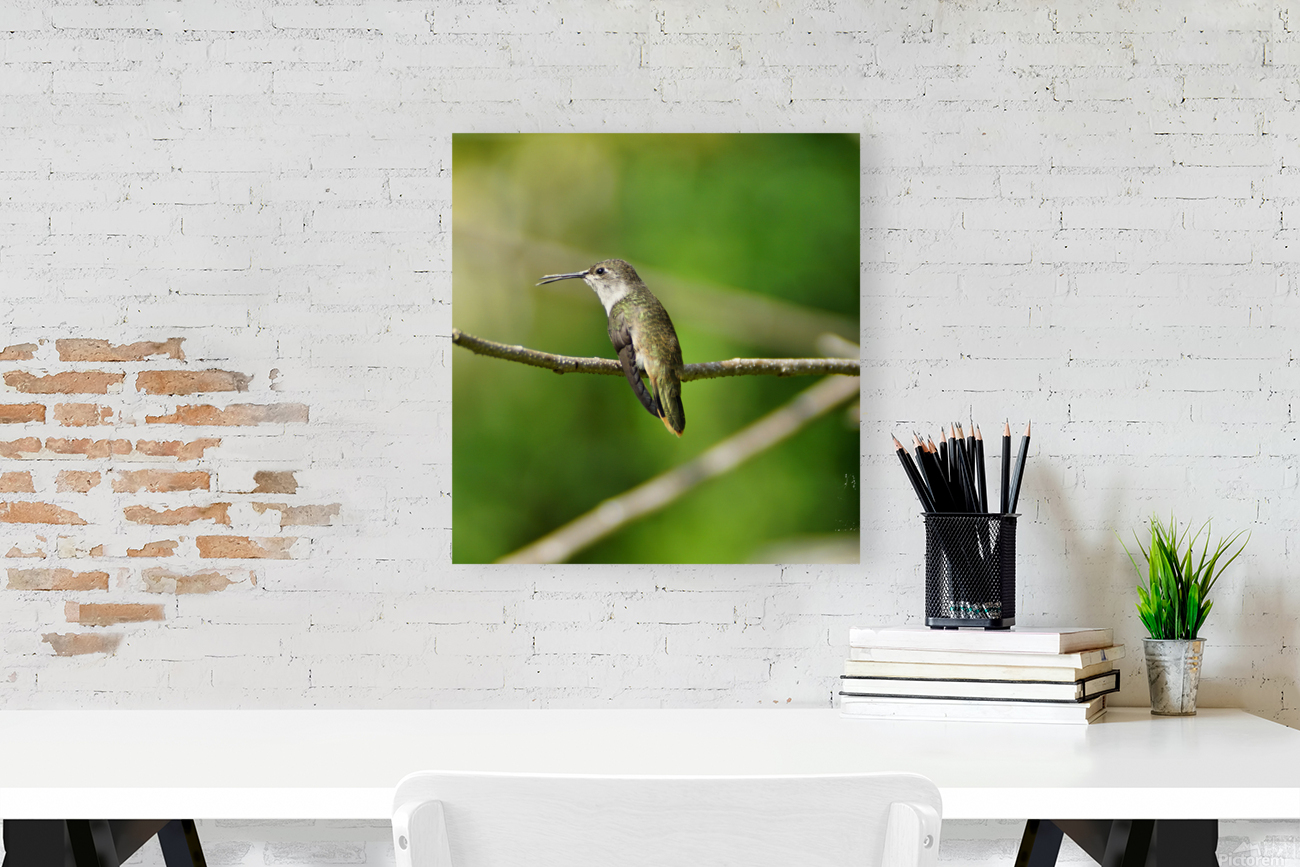 Humming Bird Reproduction