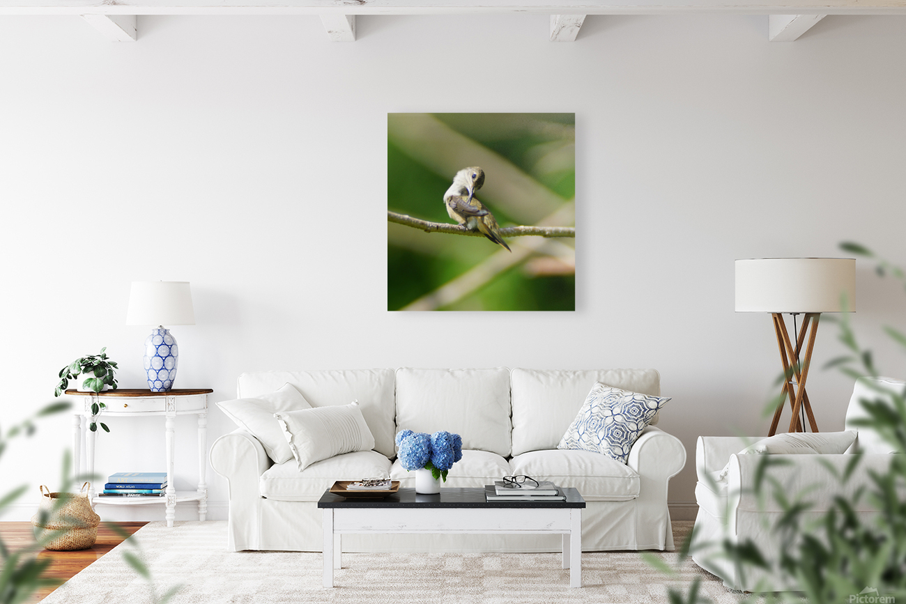 Humming Bird Reproduction