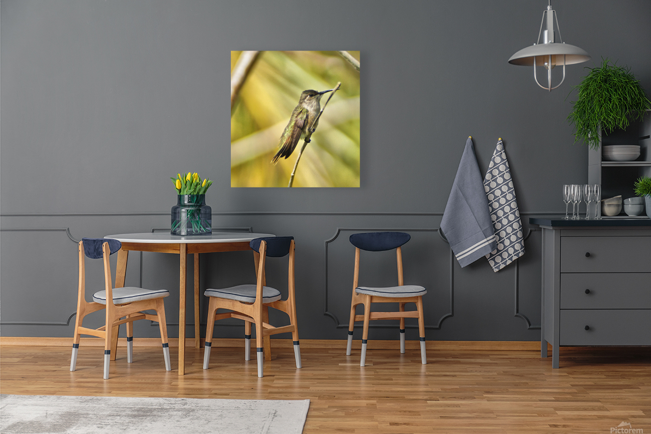 Humming Bird Reproduction