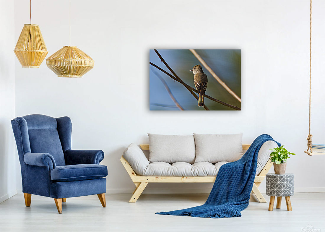 La Sagras flycatcher Reproduction
