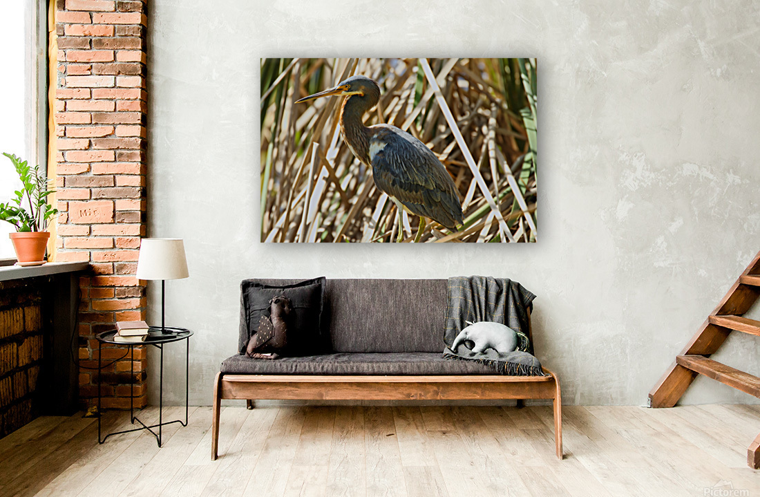 Blue Heron Reproduction