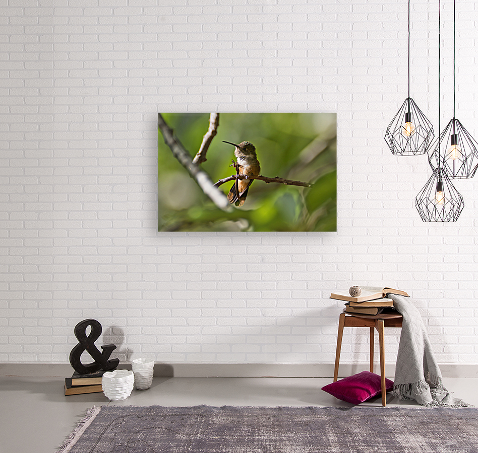 Humming Bird Reproduction
