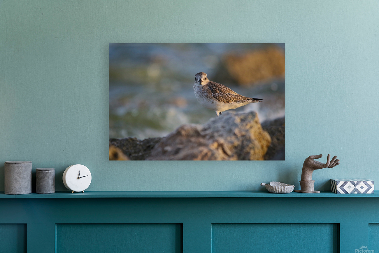 Plover Reproduction
