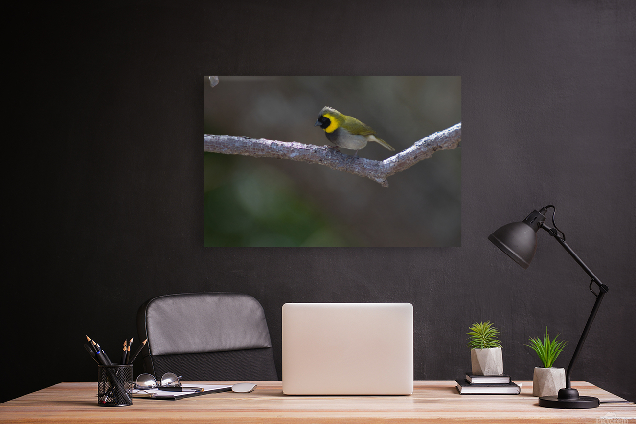 Cuban grassquit Reproduction