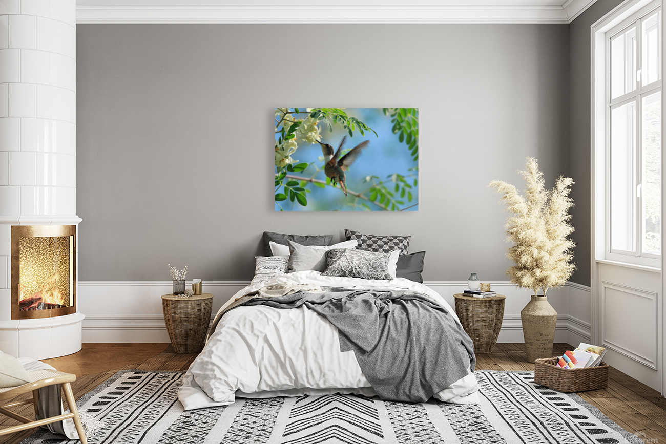 Humming Bird Reproduction