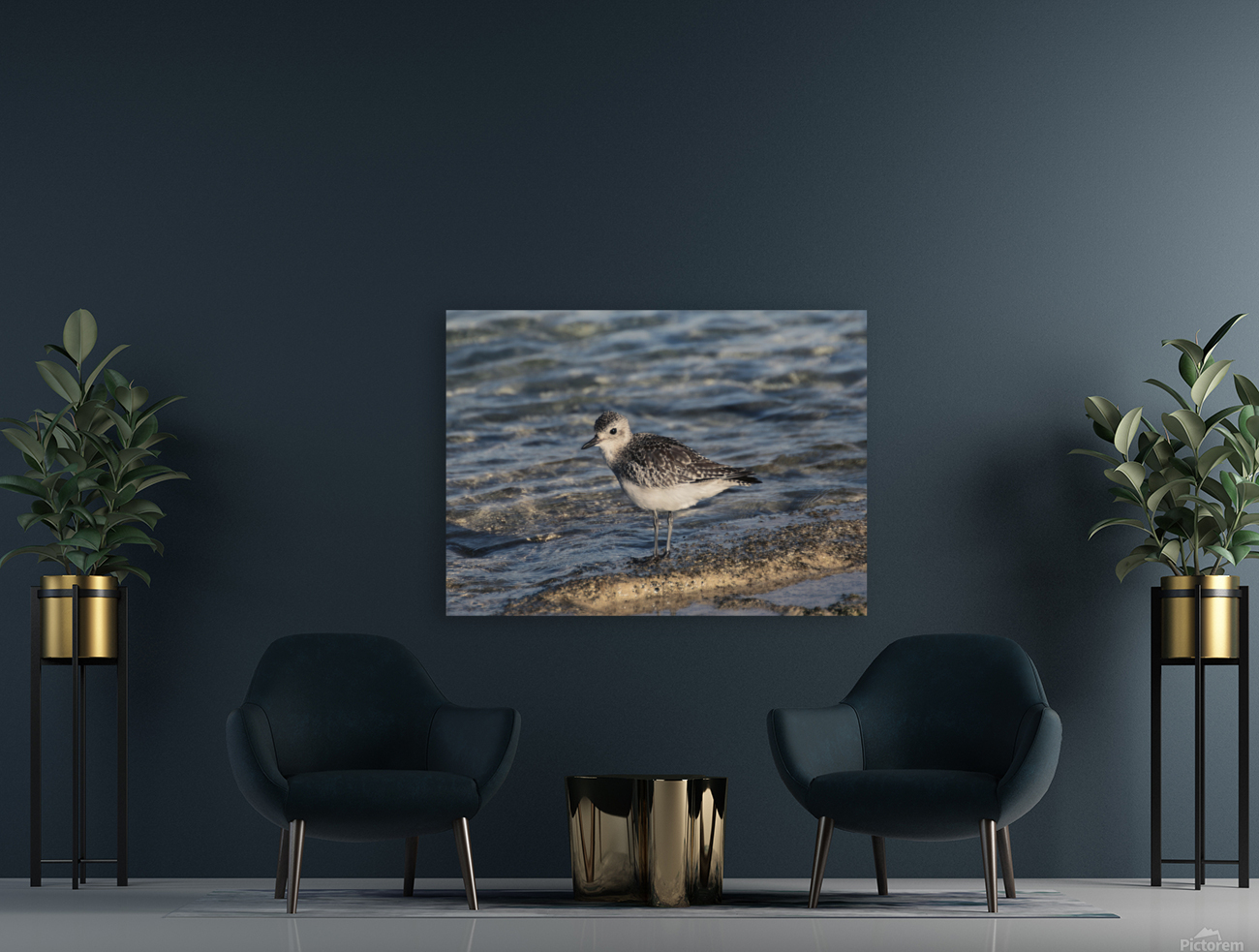 Plover Reproduction