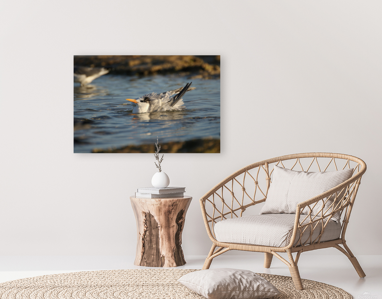 Common Tern Reproduction