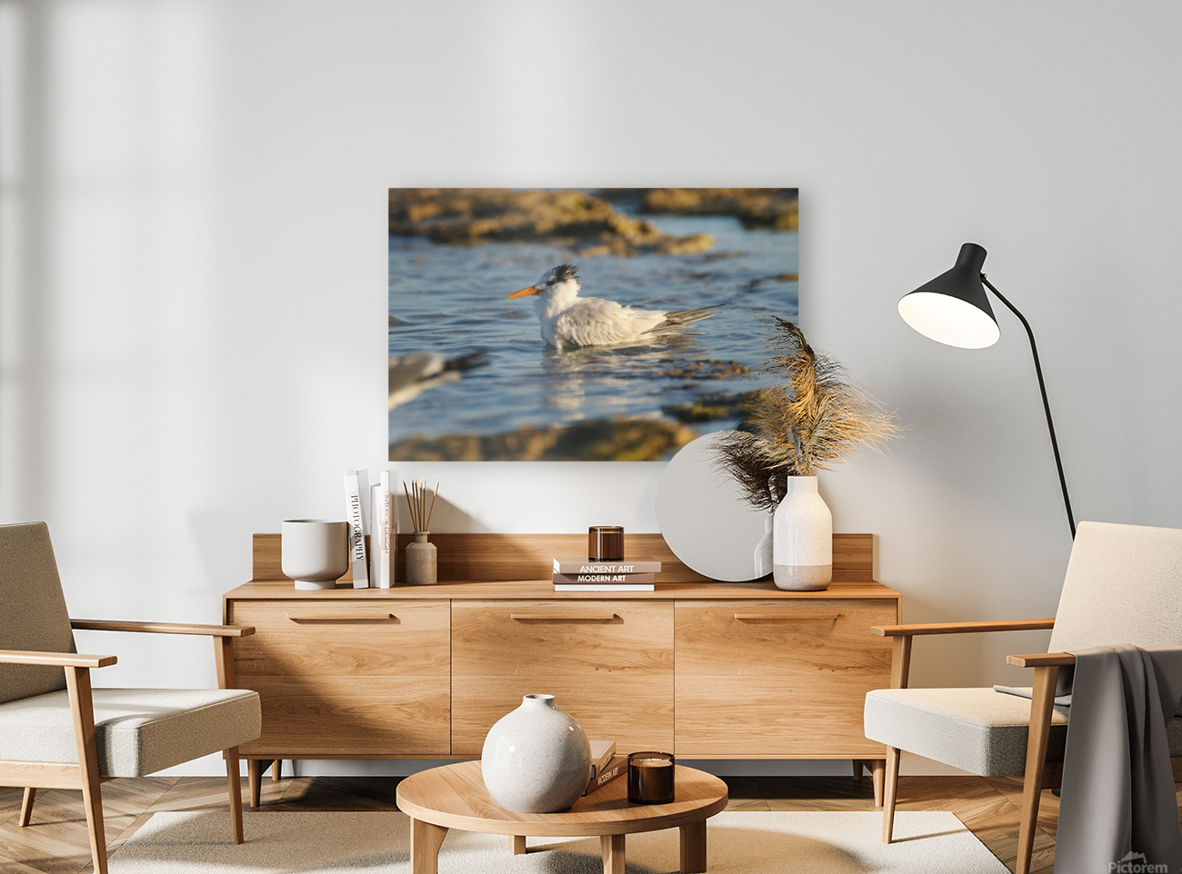 Common Tern Reproduction