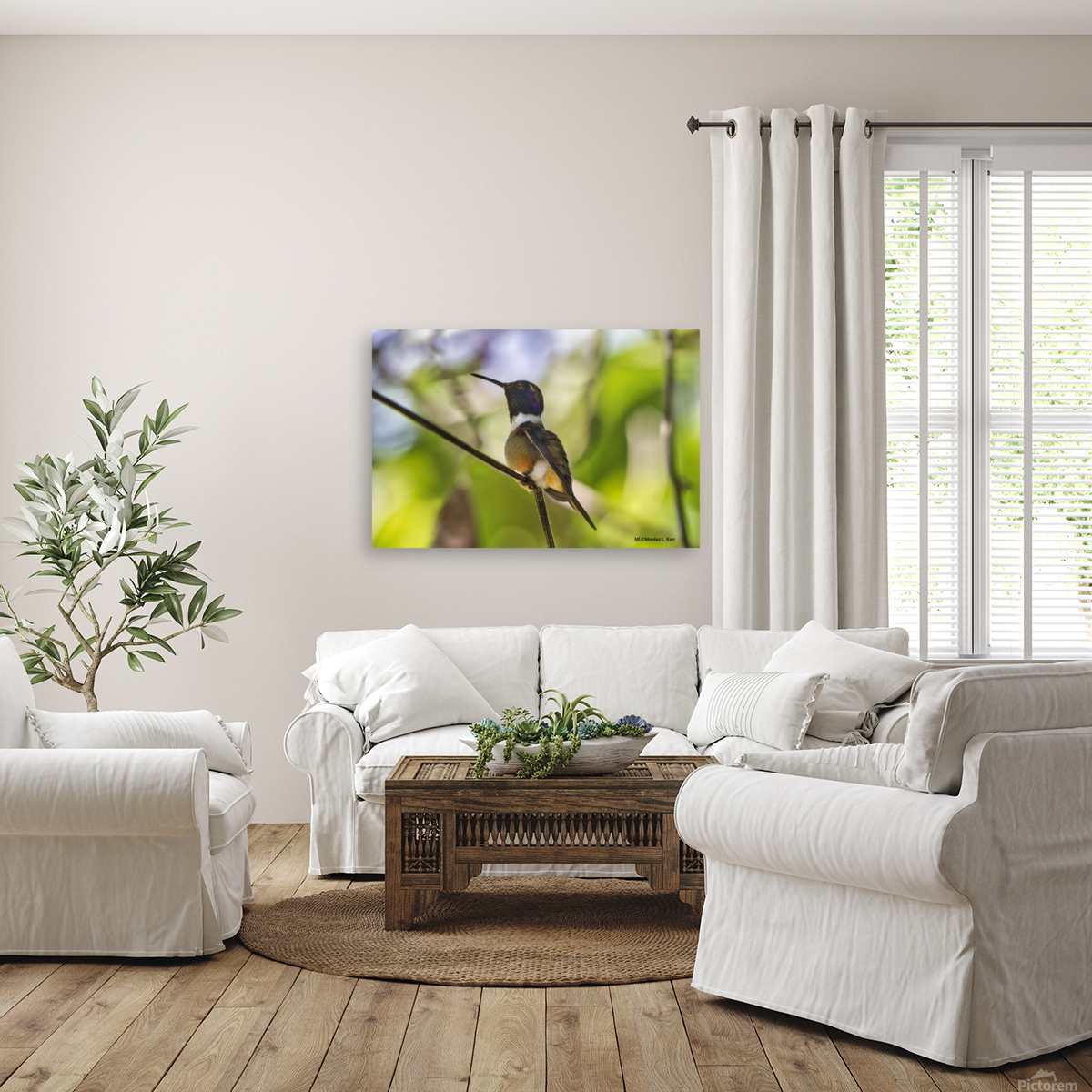 Humming Bird Reproduction