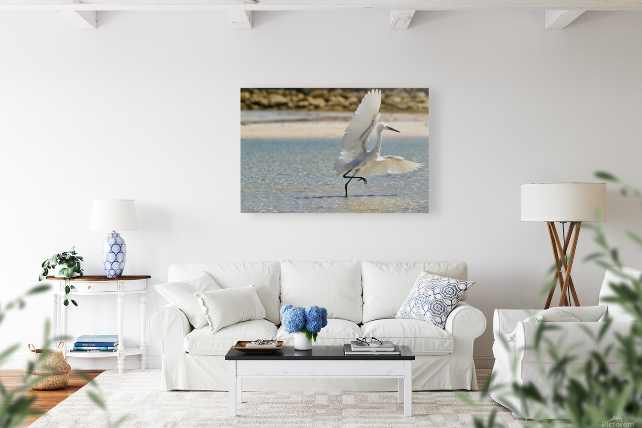 White Egret Reproduction