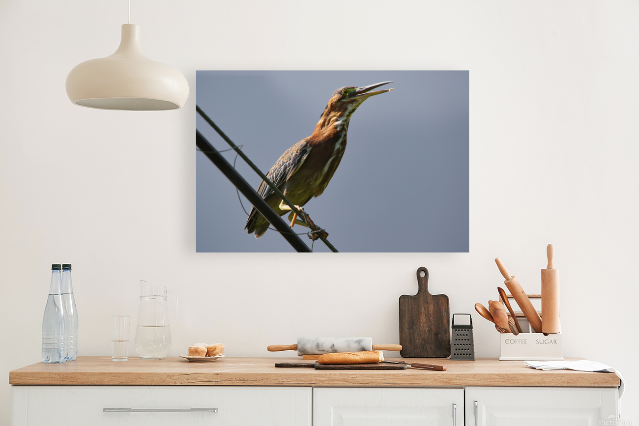 Green Heron  Reproduction