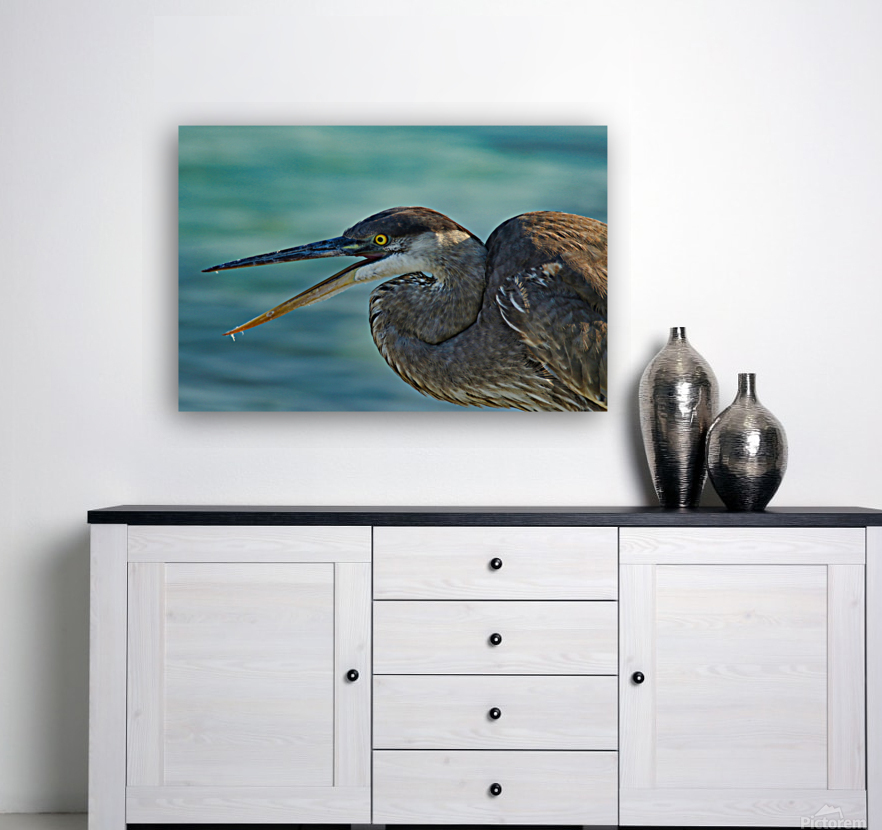 Blue Heron Reproduction