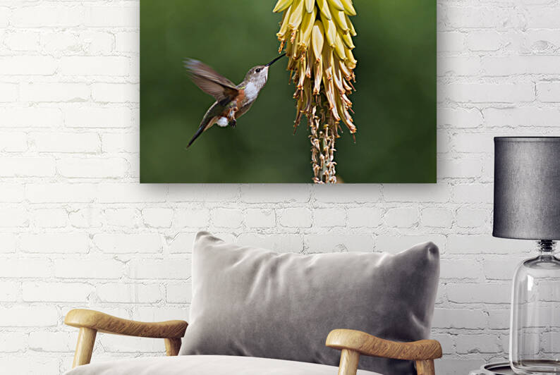 Humming Bird Reproduction
