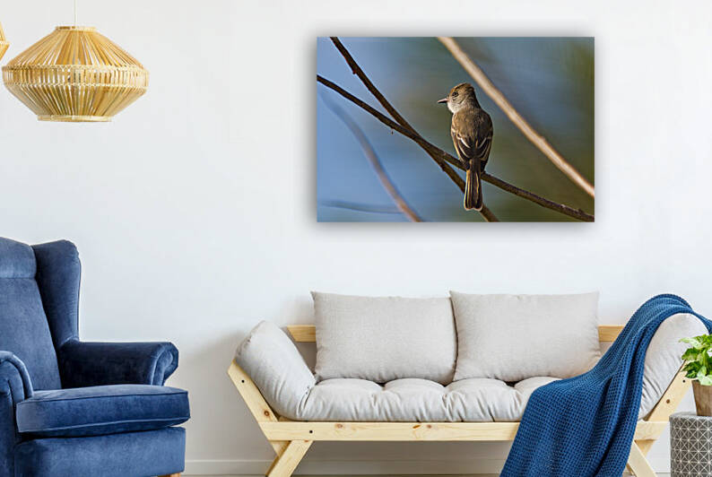 La Sagras flycatcher Reproduction