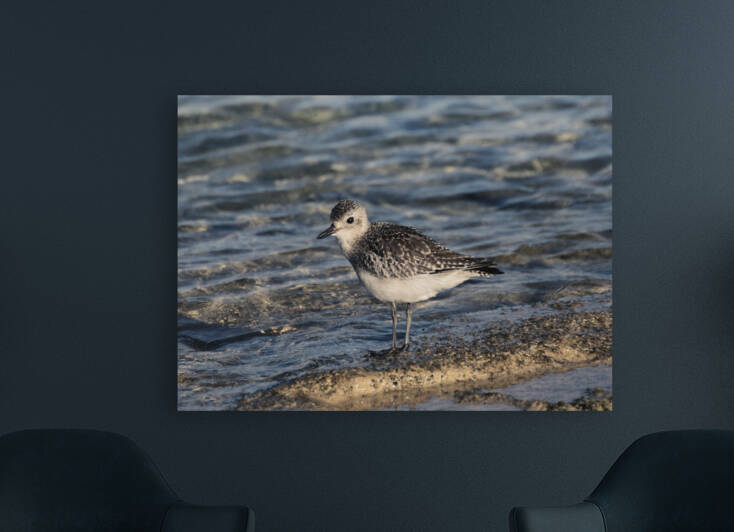 Plover Reproduction