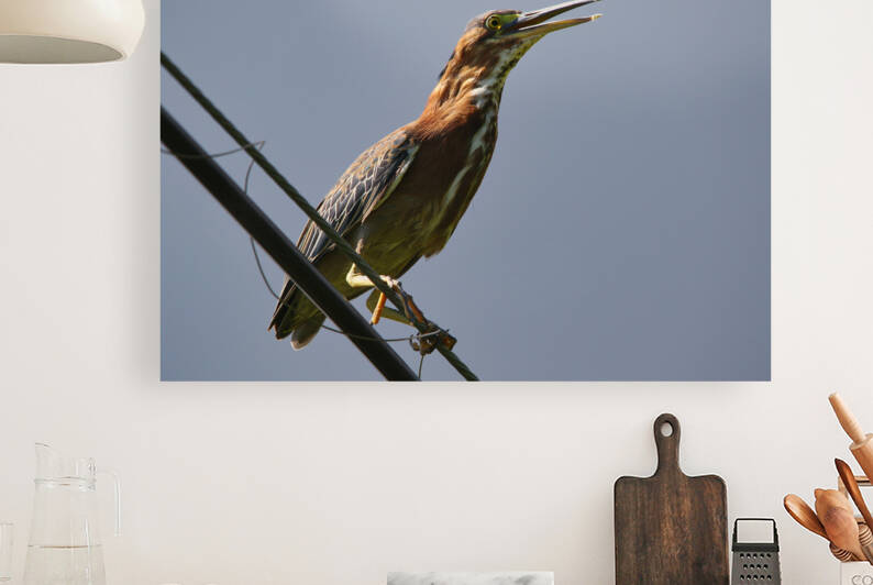 Green Heron  Reproduction