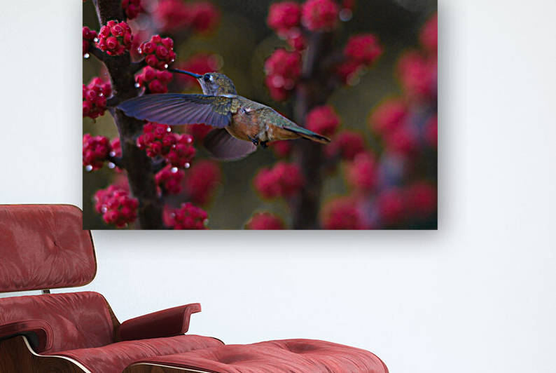 Humming Bird  Reproduction