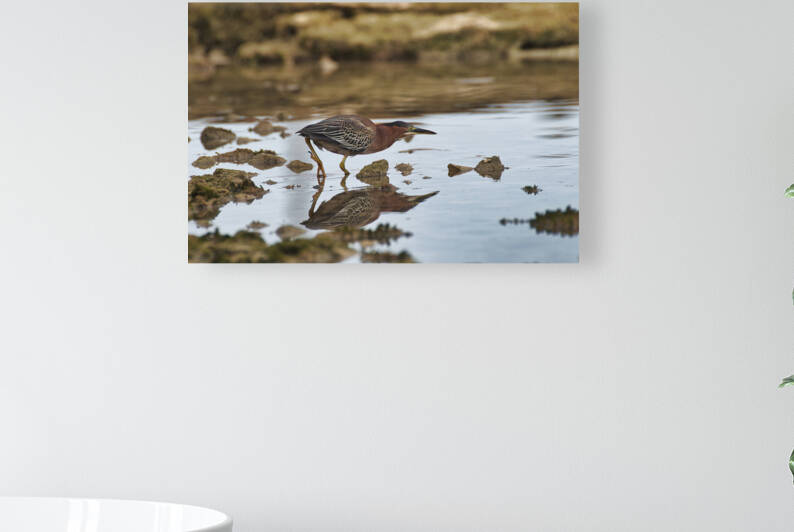 Green Heron Reproduction