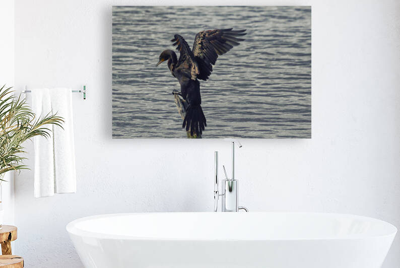Cormorant Perched  Reproduction