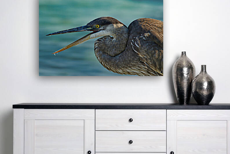 Blue Heron Reproduction