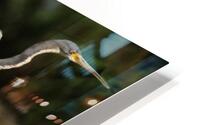 Flying Blue Heron HD Metal print