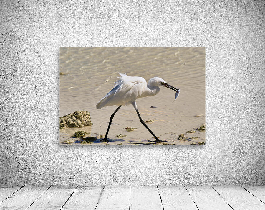   Egret Wall Preview
