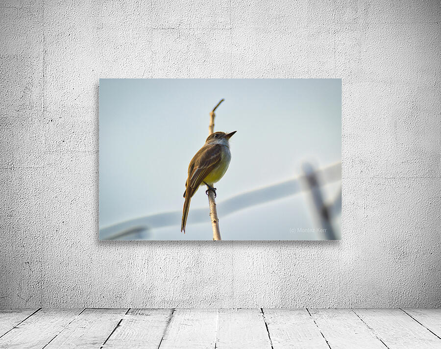 La Sagras flycatcher Wall Preview
