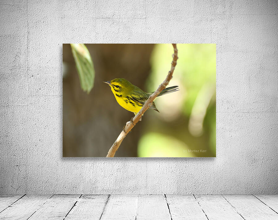 Bright Yellow Warbler Wall Preview