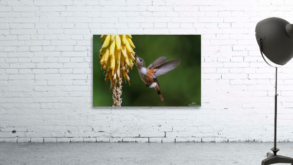  Humming Bird Wall Preview