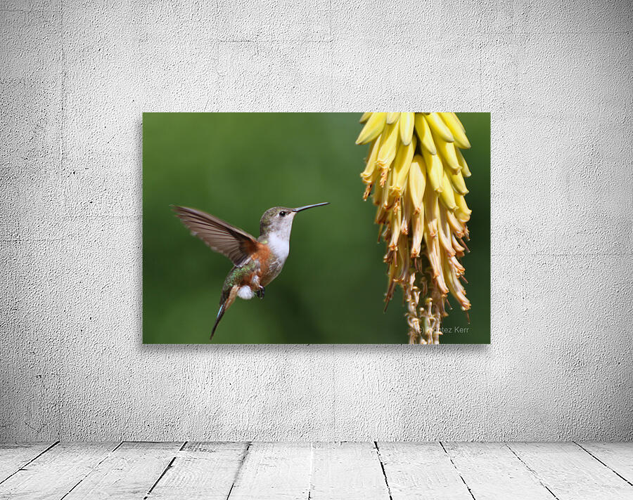  Humming Bird Wall Preview