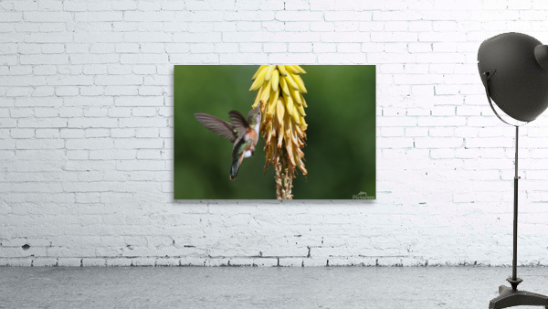 Humming Bird Wall Preview