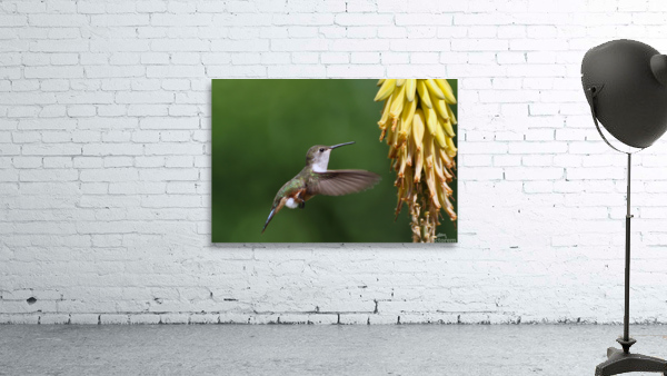 Humming Bird Wall Preview
